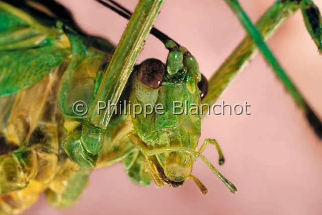 Zeuneriana sp.JPG - Zeuneriana sp. (Portrait), Sauterelle, Phanéroptère, Bush cricket, Orthoptera, Tettigonidae, Cameroun